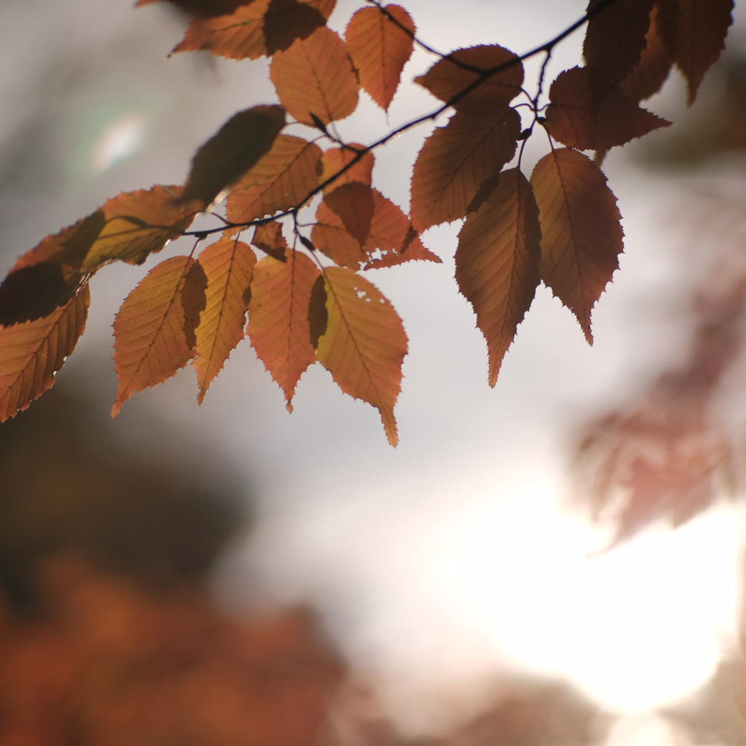 Beauty of fleeting moments